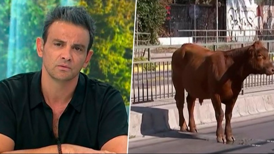 'Se tiran la pelota': Gonzalo Ramírez emplaza a Director del SAG por lento rescate de novillos y vacas robadas