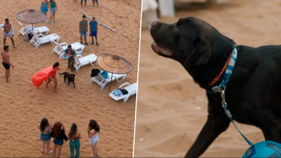 Ilgaz y Ceylin tienen un perrito: Entrenadora de Pascal cuenta cómo grabaron escena de la playa en Yargi