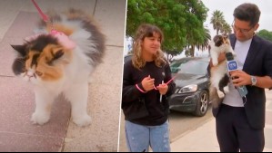 La más coquette de Viña: Karim Butte se encontró con una particular gatita paseando en la Ciudad Jardín