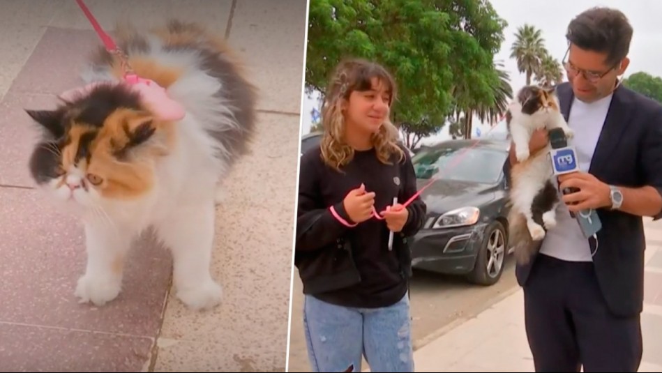 La más coquette de Viña: Karim Butte se encontró con una particular gatita paseando en la Ciudad Jardín