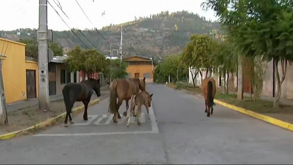 Vecinos denuncian que caballos estaban sueltos en plena vía pública en Recoleta