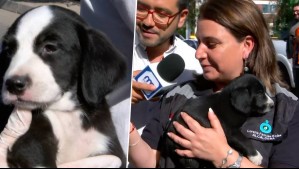 Rescatan cachorros de toma en Cerrillos: Hacen llamado a encontrarles un hogar
