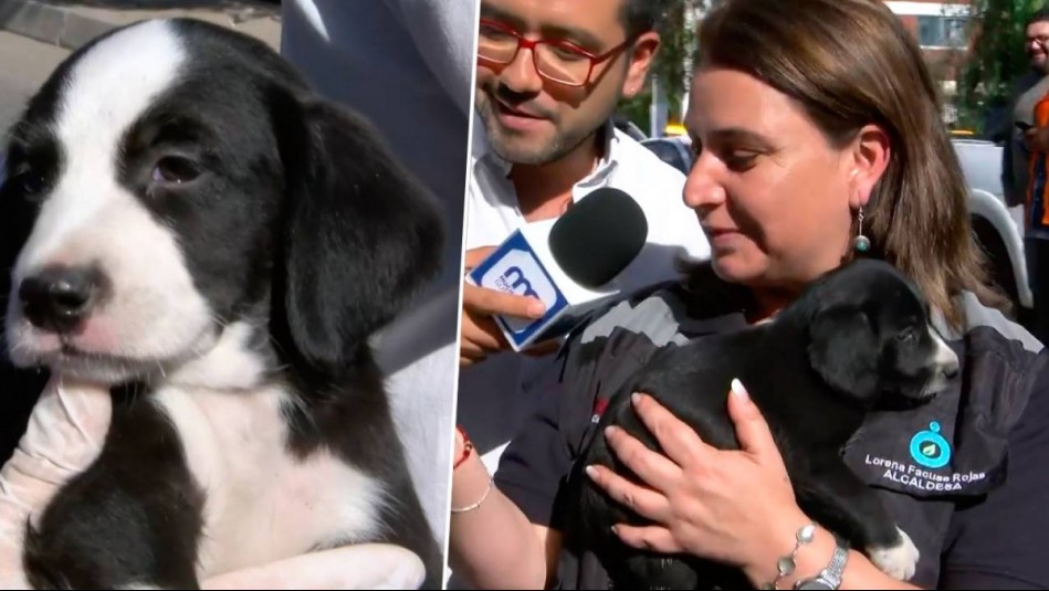 Rescatan cachorros de toma en Cerrillos: Hacen llamado a encontrarles un hogar