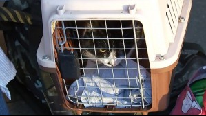 'No se puede quedar solo': La tierna historia de familia que viaja con su gato y emocionó al matinal