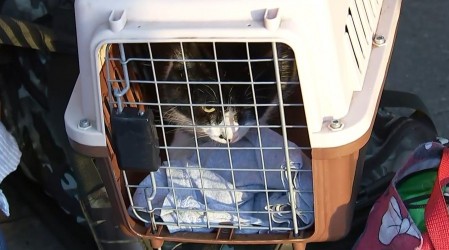 "No se puede quedar solo": La tierna historia de familia que viaja con su gato y emocionó al matinal