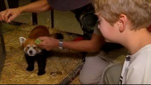 'Benjita' estuvo en el Buin Zoo: Niño actor de Como la Vida Misma pudo acariciar a un panda rojo en De Paseo