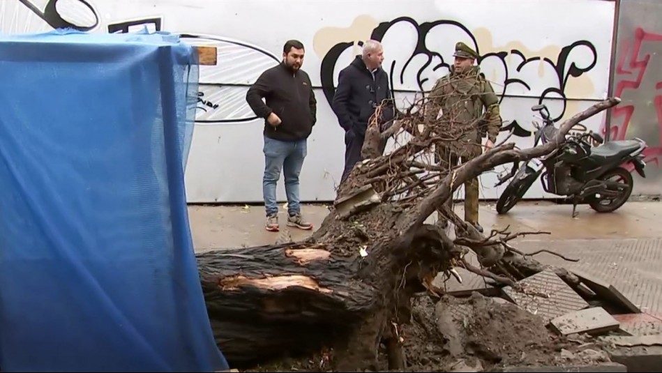 Árbol electrificado queda botado en plena calle en Santiago: Tránsito se encuentra interrumpido