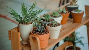 'Plantas Cantoras': El innovador proyecto que capta el pulso eléctrico de las plantas y lo traduce en música