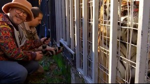 De paseo: Juan Andrés Salfate interactuó con un Tigre de Bengala en el Buin Zoo