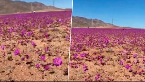 ¿Renace el desierto florido? Sorprendente fenómeno se adelanta y deja increíbles imágenes en pleno invierno