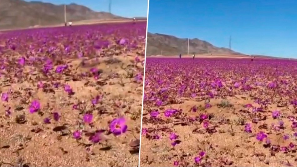 ¿Renace el desierto florido? Sorprendente fenómeno se adelanta y deja increíbles imágenes en pleno invierno