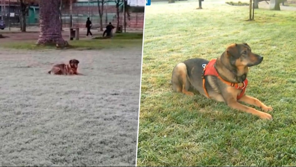 No le importó el frío: Video muestra a tierna perrita jugando en parque congelado en Concepción