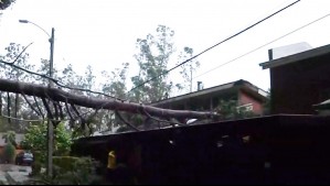 "Estaba atravesado en mi pieza": Árbol cae sobre casa tras fuertes vientos en San Pedro de la Paz