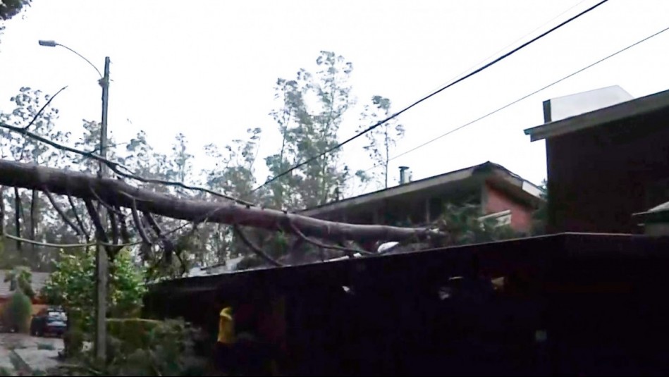 'Estaba atravesado en mi pieza': Árbol cae sobre casa tras fuertes vientos en San Pedro de la Paz