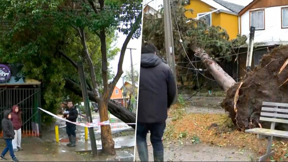 Árboles caen sobre viviendas en Maipú tras fuertes vientos: 'Con mis hijas vimos cómo cayó sobre la casa'