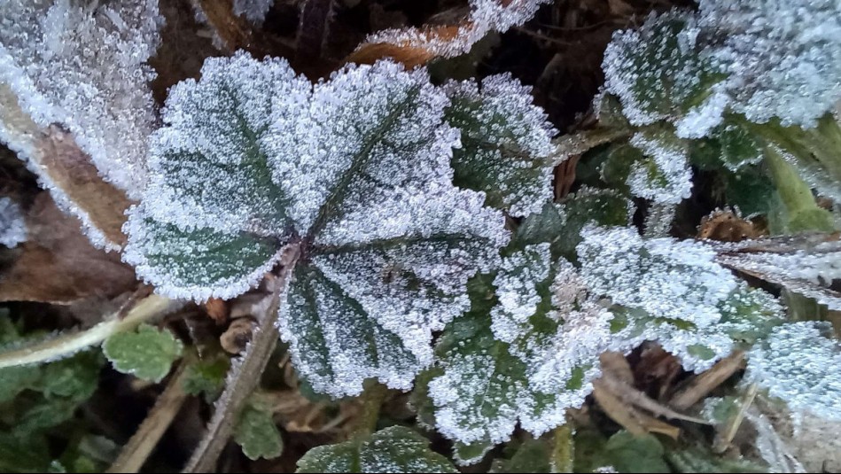 Cercanas a los 0 °C: Adelantan bajas temperaturas para el resto de la semana en Santiago