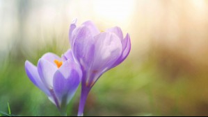 ¿Cuándo empieza la primavera en Chile?