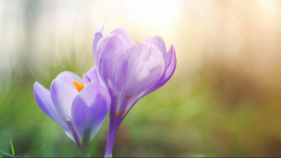 ¿Cuándo empieza la primavera en Chile?