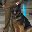 Mira la tierna presentación de los perritos de Carabineros en Mucho Gusto, quienes estarán en algunos días más en la tradicional Parada Militar.