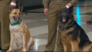 Con una plegaria y leyendo el diario: Así fue la tierna presentación de perritos de Carabineros en Mucho Gusto