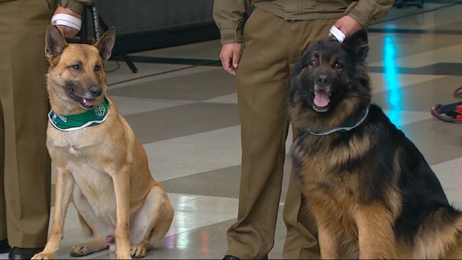 Con una plegaria y leyendo el diario: Así fue la tierna presentación de perritos de Carabineros en Mucho Gusto