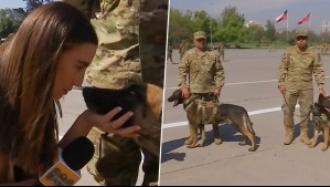 De Paseo: Así se prepara la unidad canina del Ejército para presentarse en la Parada Militar 2024