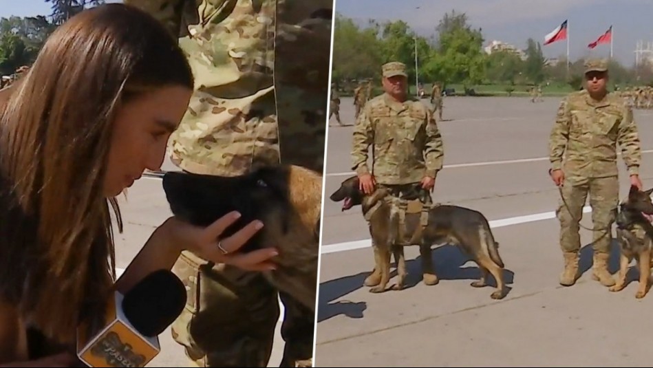 De Paseo: Así se prepara la unidad canina del Ejército para presentarse en la Parada Militar 2024