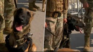 ¡Adorables! Estos son los perritos que serán los encargados de la seguridad en la Parada Militar 2024