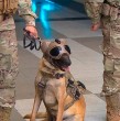 Revisa en completo la demostración de las habilidades de los perritos del Ejército en la previa de la Parada Militar 2024.