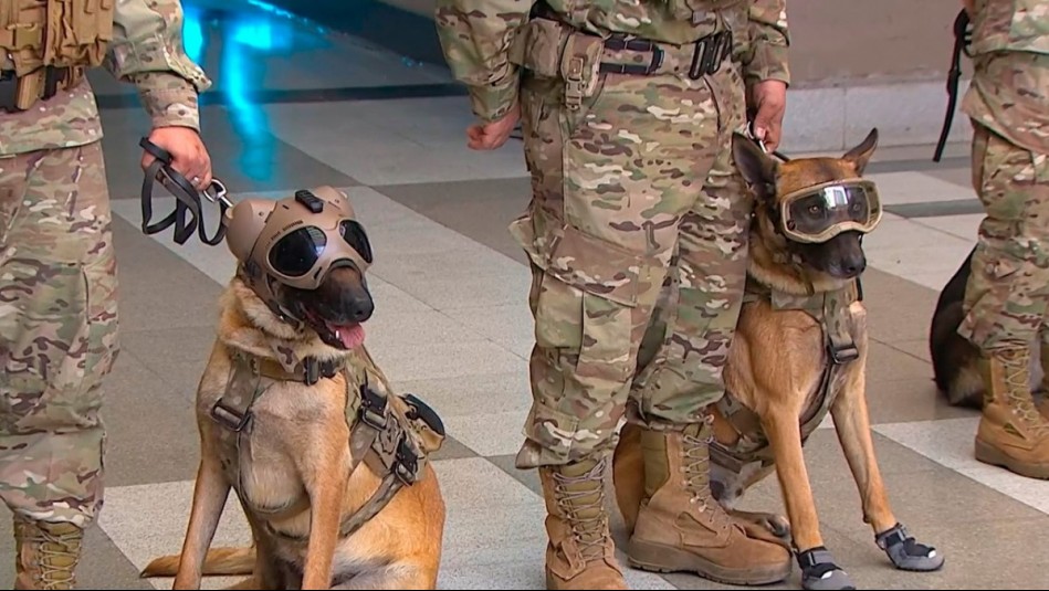 Con zapatos especiales y antiparras: Perritos del Ejército muestran sus habilidades previo a la Parada Militar