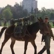 Entérate de la importante labor que cumple la unidad de mulas del Ejército que desfilará en la Parada Militar del próximo jueves 19 de septiembre.