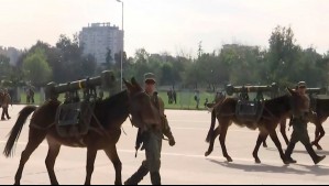 No solo el transporte de armas: La importante labor de la unidad de mulas que desfilará en la Parada Militar