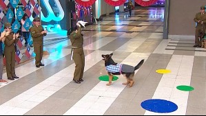 Con traje de huaso incluido: La tierna "patita" de cueca de perrito de Carabineros