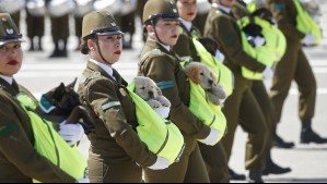 ¡Lo más tierno!: Cachorros de Carabineros se lucieron en la Gran Parada Militar 2024