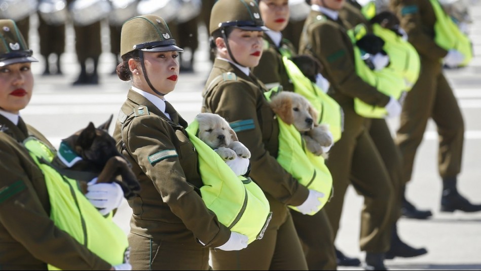 ¡Lo más tierno!: Cachorros de Carabineros se lucieron en la Gran Parada Militar 2024