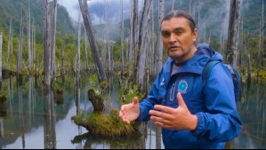 Aventuras por Chile - Capítulo 10: Alerces sumergidos en el Parque Tagua Tagua