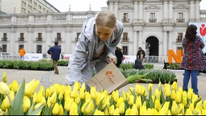 Día del Tulipán 2024 en Chile: ¿Dónde puedo ir a buscar las flores gratuitas?