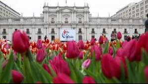 Día del Tulipán 2024: ¿Cuándo es y dónde ir a recoger flores gratis?