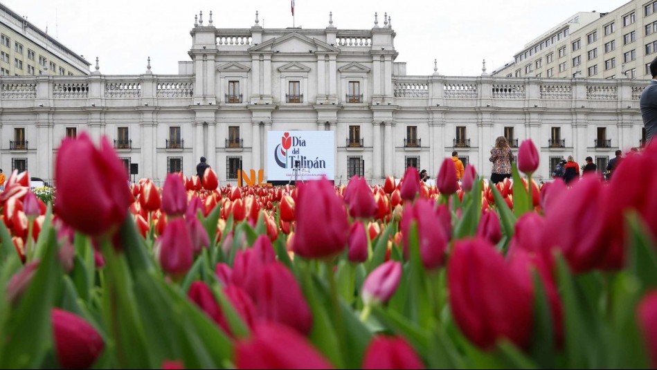 Día del Tulipán 2024: ¿Cuándo es y dónde ir a recoger flores gratis?