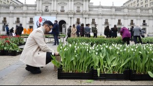 Día del Tulipán 2024: ¿Desde qué hora se pueden retirar las flores gratis?