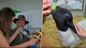 ¡Qué ternura!: Cote Quintanillla alimenta a bebé gazella de solo semanas del Buin Zoo en De Paseo