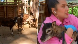 Pensaba que eran ovejas: Coté Quintanilla se encontró con desconocidos animales en De Paseo