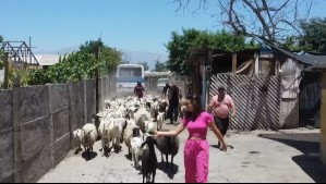 Desde ser arriera a hacer queso de cabra: Tita Ureta recorre el mítico sector de Cariño Botado en De Paseo