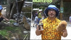 ¡Los más populares!: Salfate conoció a los capibaras en el Buin Zoo en un nuevo capítulo de 'De Paseo'