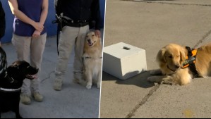 Perritos de brigada canina de la PDI demuestran sus habilidades para detectar fuegos artificiales