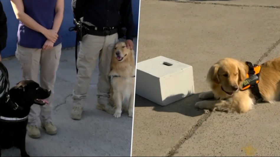 Perritos de brigada canina de la PDI demuestran sus habilidades para detectar fuegos artificiales