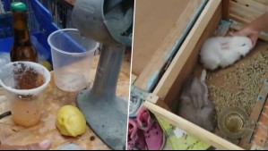 Preocupación por feria ilegal que se instala en El Tabo: Venden conejos, alcohol y comida sin cadena de frío