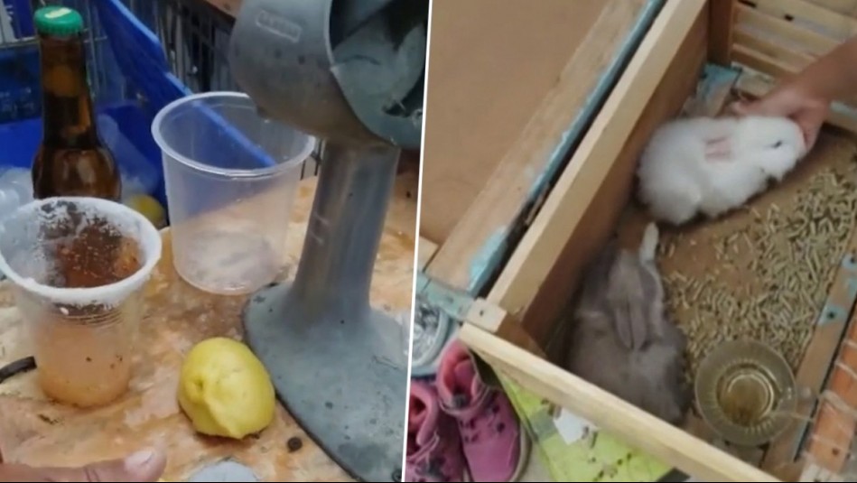 Preocupación por feria ilegal que se instala en El Tabo: Venden conejos, alcohol y comida sin cadena de frío