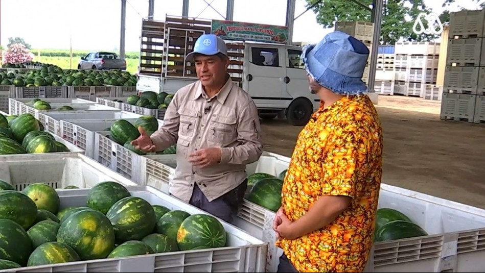 Salfate visitó al 'rey de las sandías' en Paine: Lleva 18 años ganando el premio al mejor de Chile