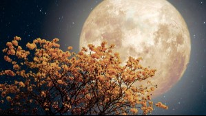 Horóscopo lunar: Lunes 20 de enero de 2025